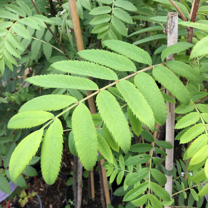 Sorbus 'Pink Veil' - Lijsterbes op stam