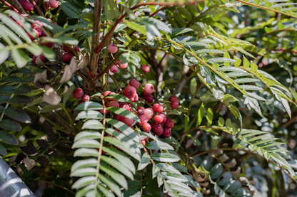 Sorbus 'Purple Magic' - Lijsterbes op stam