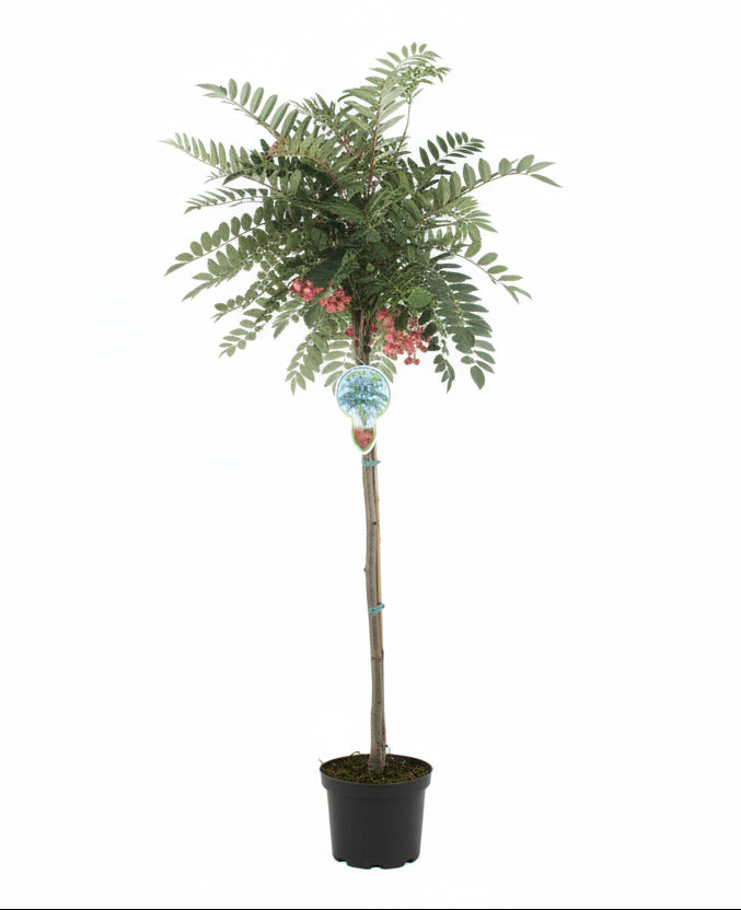 Sorbus 'Purple Magic' - Lijsterbes op stam