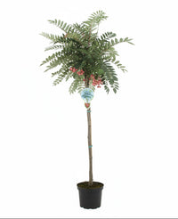 Sorbus 'Purple Magic' - Lijsterbes op stam