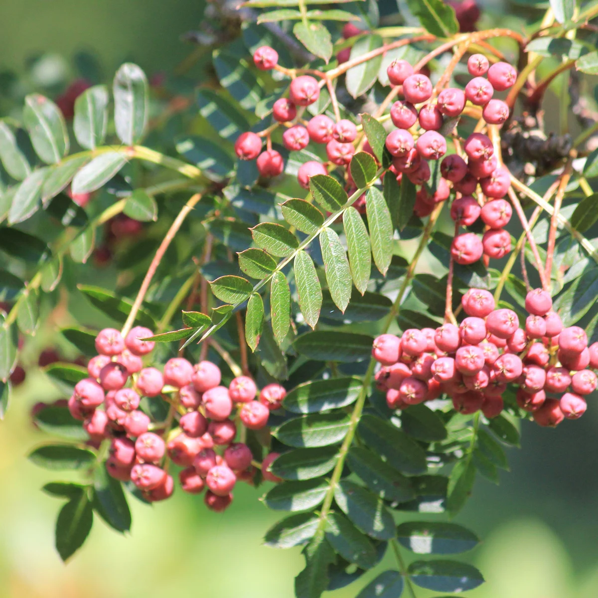 Sorbus 'Purple Magic' - Lijsterbes op stam