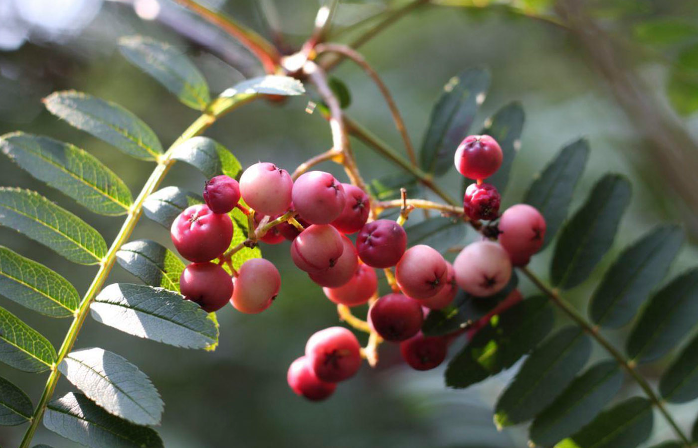 Sorbus 'Purple Magic' - Lijsterbes op stam