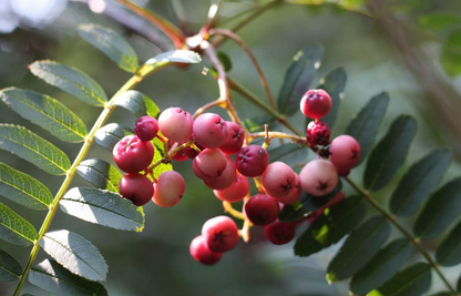 Sorbus 'Purple Magic' - Lijsterbes op stam