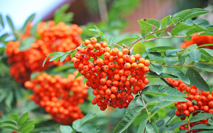 Sorbus 'Red Robin' - Lijsterbes op stam