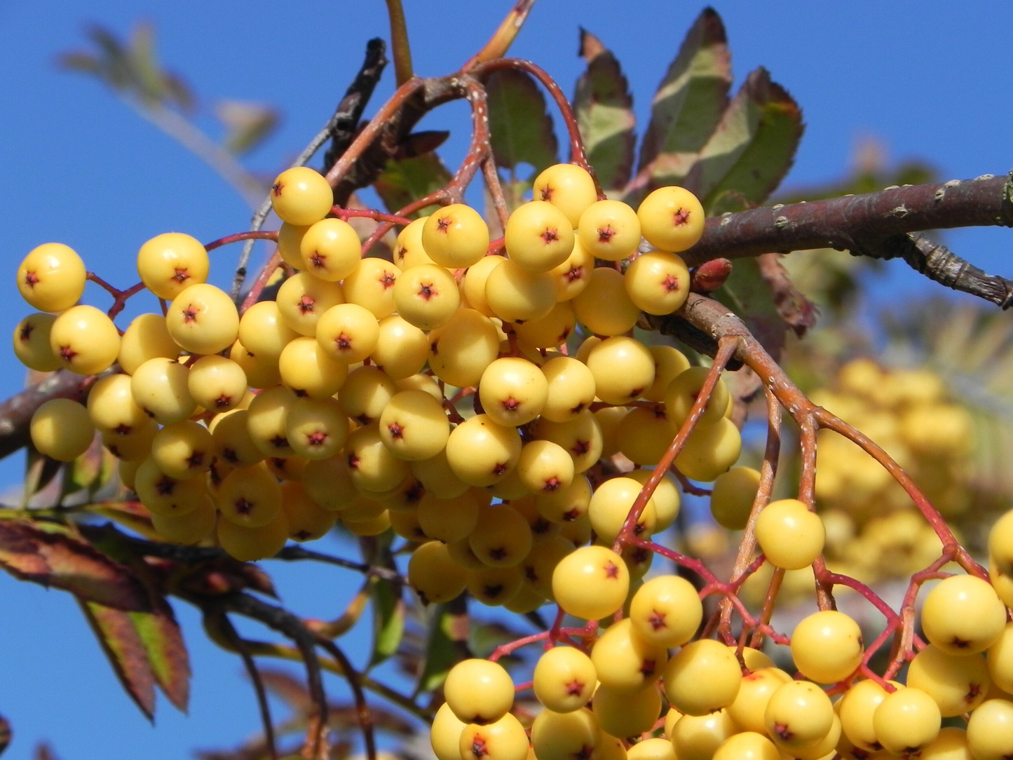 Sorbus 'Sunshine' - Lijsterbes op stam