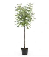 Sorbus 'Sunshine' - Lijsterbes op stam