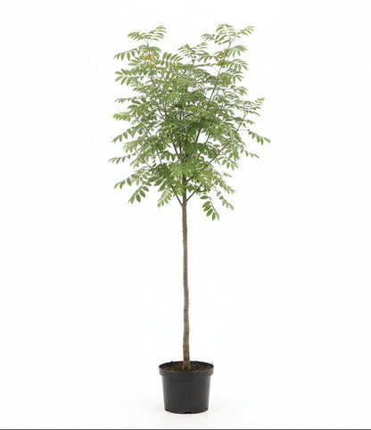 Sorbus 'Sunshine' - Lijsterbes op stam