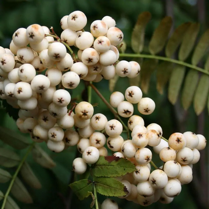 Sorbus 'White Magic' - Lijsterbes op stam