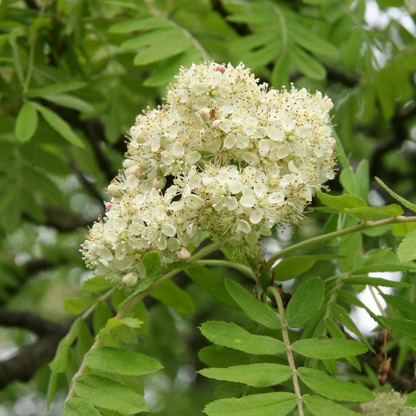 Sorbus 'White Magic' - Lijsterbes op stam