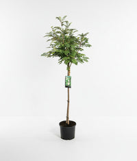 Sorbus 'White Magic' - Lijsterbes op stam