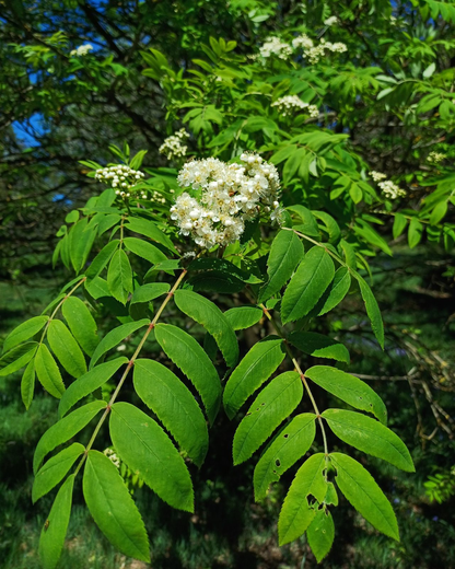 Sorbus aucuparia - Wilde lijsterbes blote wortel