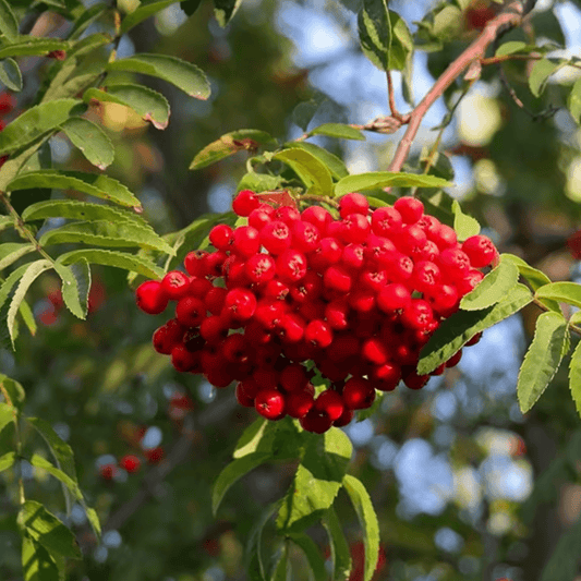 Een tak met levendige groene bladeren en witte bloemen in volle bloei, perfect voor natuurlijke decoratie of als decoratief element in een tuin. Ideaal voor botanische collecties of als decoratief element in een tuin.