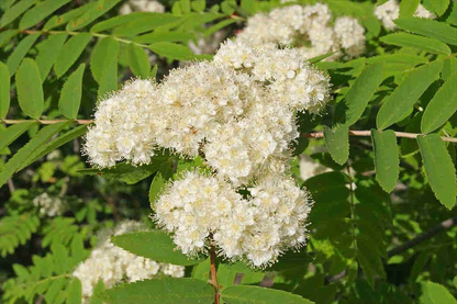 Sorbus aucuparia - Wilde lijsterbes blote wortel