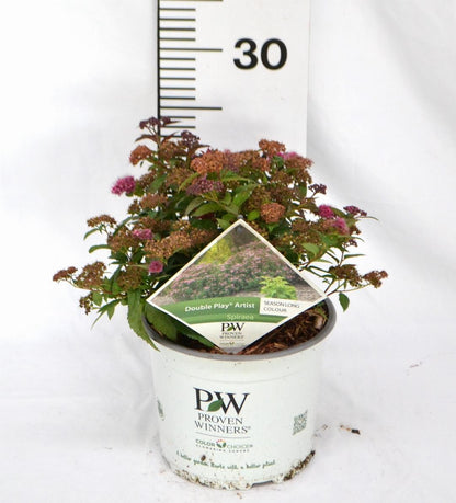 Spiraea japonica ‘Double Play Artist’ - Spierstruik