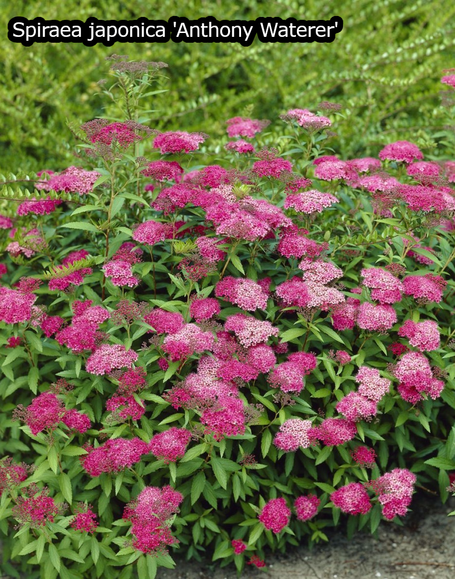 Haagpakket in pot 'Zomermix' - Pakket voor 5 meter
