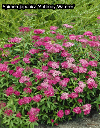 Haagpakket in pot 'Zomermix' - Pakket voor 5 meter