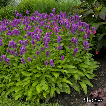 Borderpakket 'Zon & Droogte' - 5m² - 50 planten