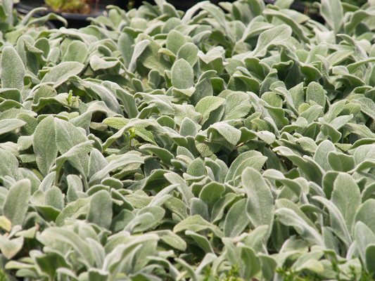 Stachys byzantina 'Silver Carpet' - Ezelsoor