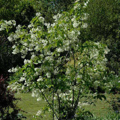 Staphylea colchica - Pimpernoot