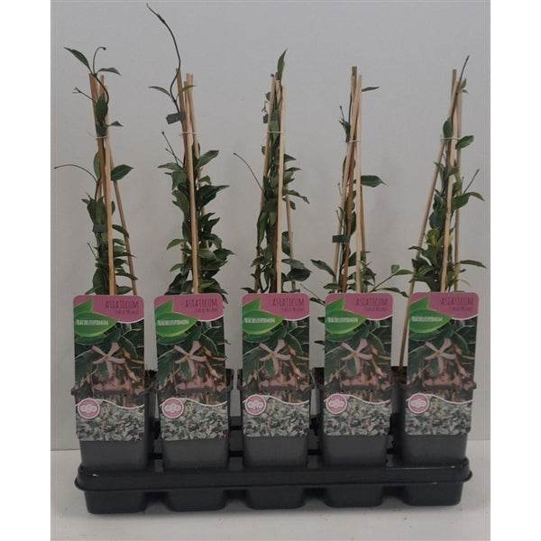 Tracholospermum asiaticum 'Star of Milano' - Roze Sterjasmijn