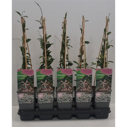 Trachelospermum asiaticum 'Star of Milano' - Roze Sterjasmijn - Pakket van 10