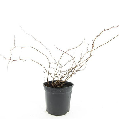 Stephanandra incisa 'Crispa' - Kransspirea