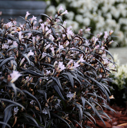 Strobilanthes anisophylla 'Brunetthy' - Trompetkruid