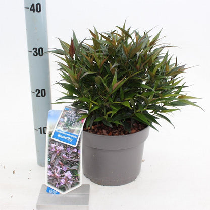 Strobilanthes anisophylla 'Brunetthy' - Trompetkruid