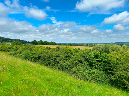 Struweelhaag - Haagmix blote wortel - Pakket voor 100 meter