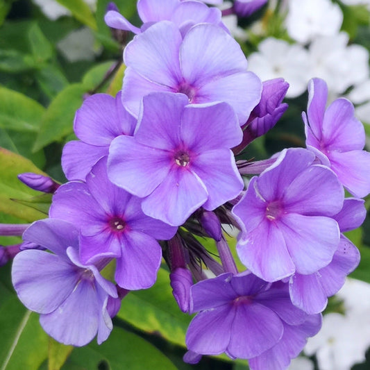Phlox (P) Sweet Summer Ocean - Vlambloem