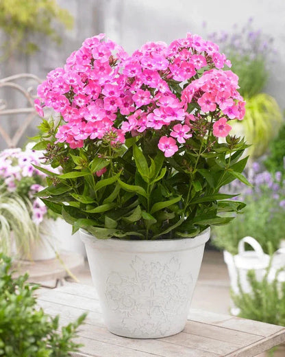 Phlox (P) Sweet Summer Candy - Vlambloem