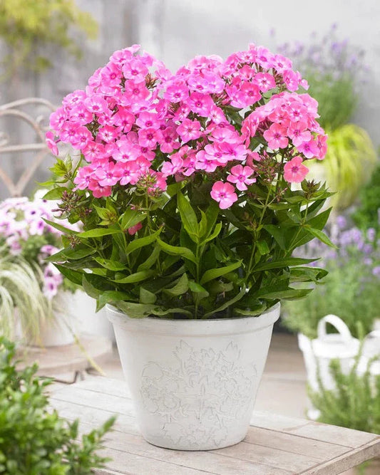 Phlox (P) Sweet Summer Candy - Vlambloem