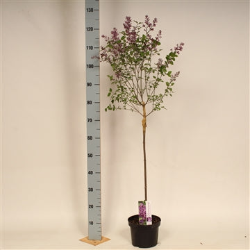 Syringa 'Dark Purple' - Sering op stam