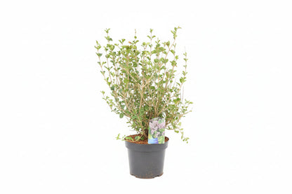 Syringa meyeri 'Palibin' - Dwergsering