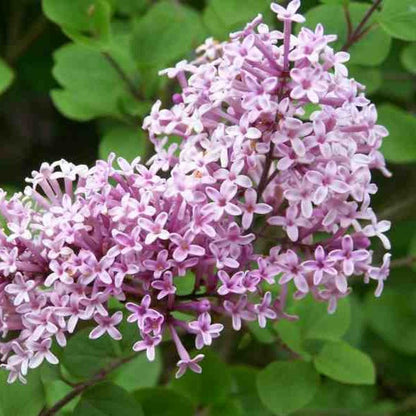 Syringa meyeri 'Palibin' - Dwergsering