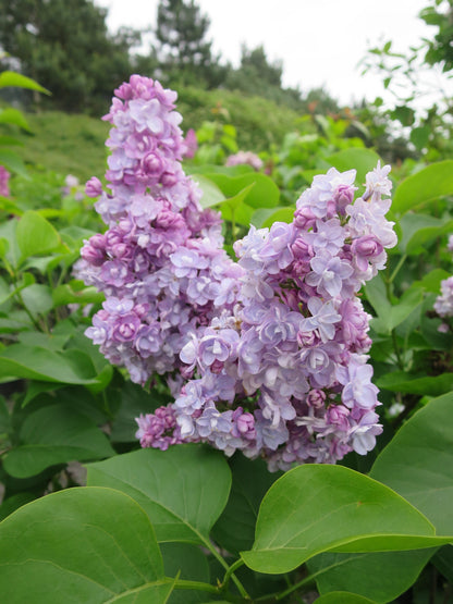 Syringa v. 'Michel Buchner' - lilakleurige sering