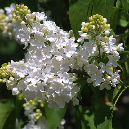 Syringa vulgaris 'Mme Lemoine' - Gewone Sering
