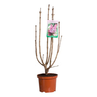 Syringa vulgaris Belle de Nancy - Sering