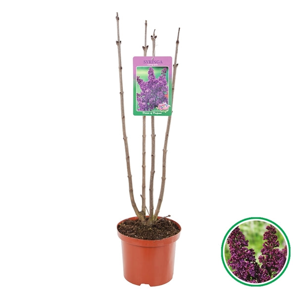 Syringa v. 'And. an Ludwig Spath' - Sering