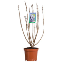 Syringa v. 'Michel Buchner' - lilakleurige sering