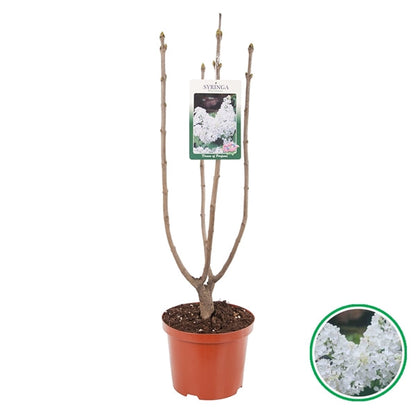 Syringa vulgaris 'Mme Lemoine' - Gewone Sering