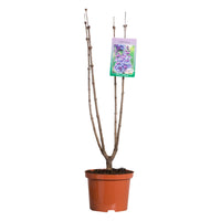 Syringa vulgaris Nadezhda - Sering