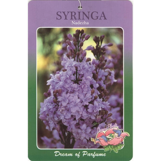 Syringa vulgaris Nadezhda - Sering