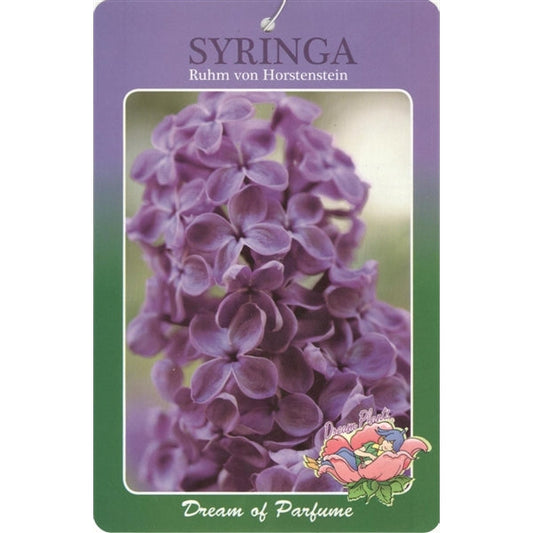 Syringa vulgaris Rhum von Horstenstein - Sering