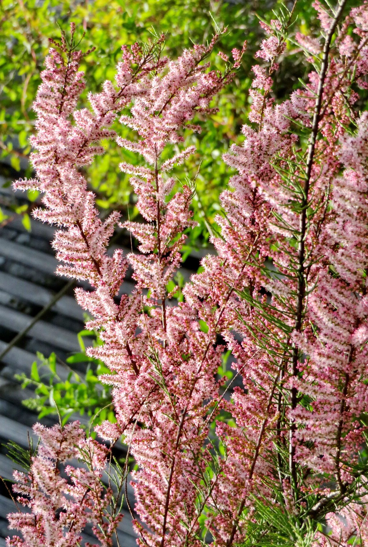 Tamarix tetrandra - Tamarisk