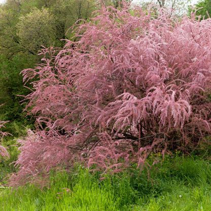 Tamarix tetrandra - Tamarisk