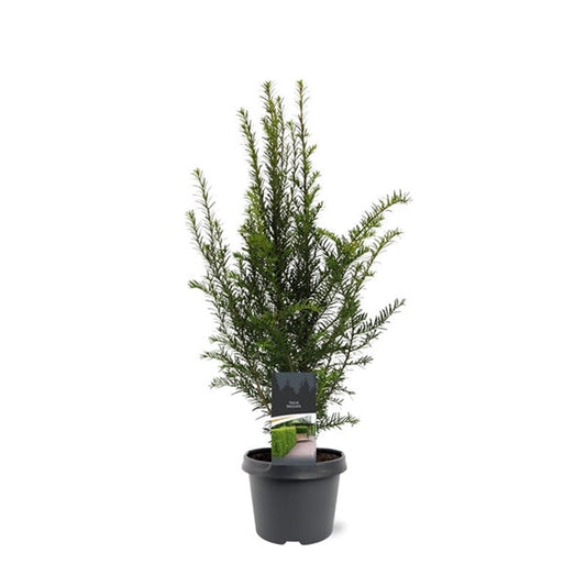 Taxus Baccata - Venijnboom haagplant in pot