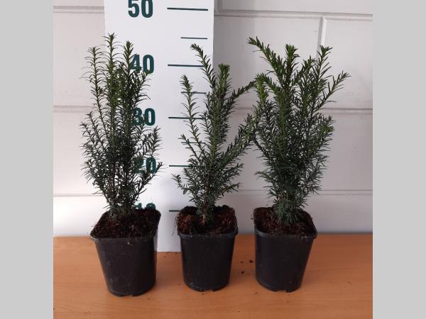 Taxus Baccata - Venijnboom haagplant in pot