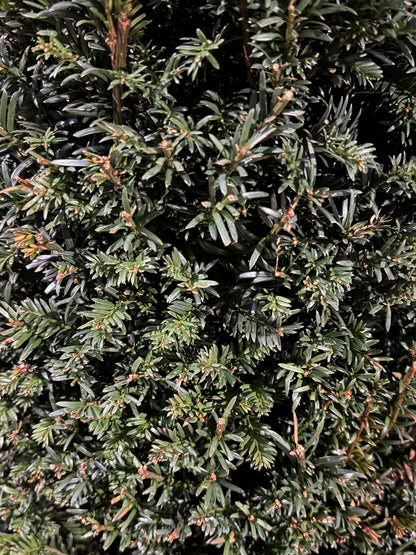 Taxus baccata - Venijnboom in kegelvorm