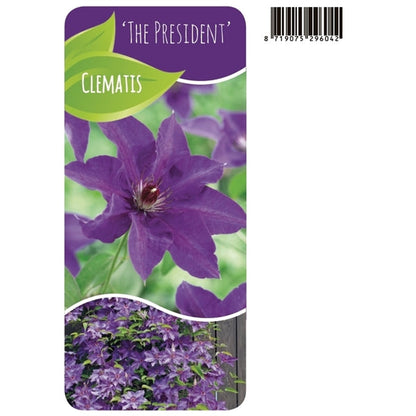Clematis 'The President' - Paarse bosrank
